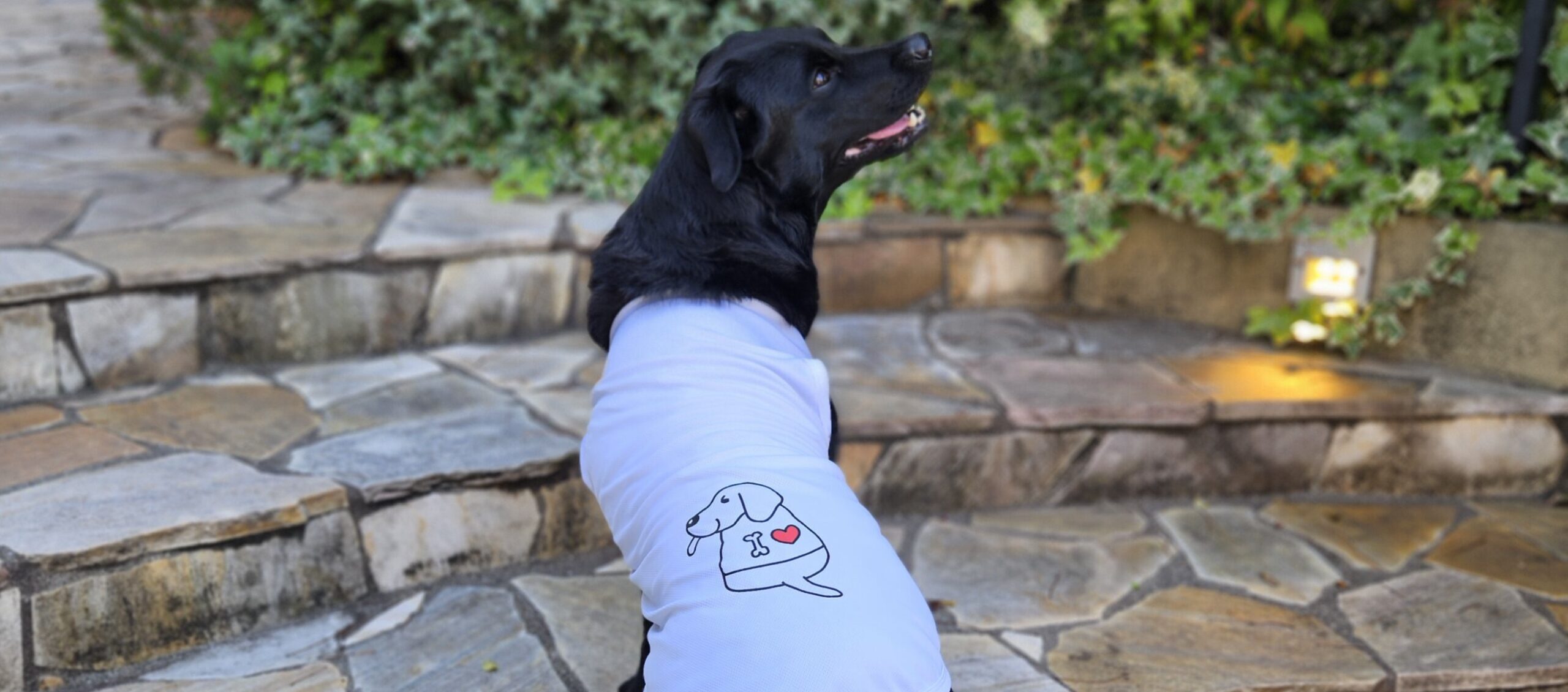 あっとわんこⓇ